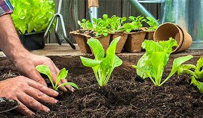 download free vegetable gardening download free vegetable gardening